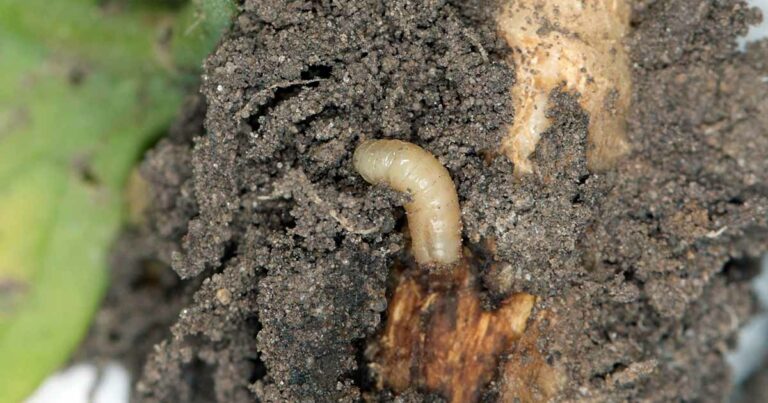 Come identificare e controllare i vermi della radice