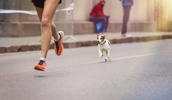 Come impedire al tuo cane di inseguire chi fa jogging