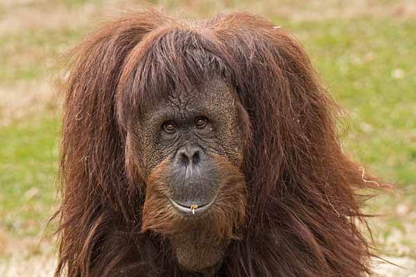 In che modo l’orangutan è forte e pericoloso?
