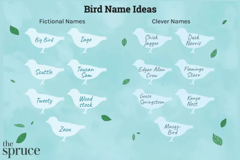 Nomi per uccelli da compagnia