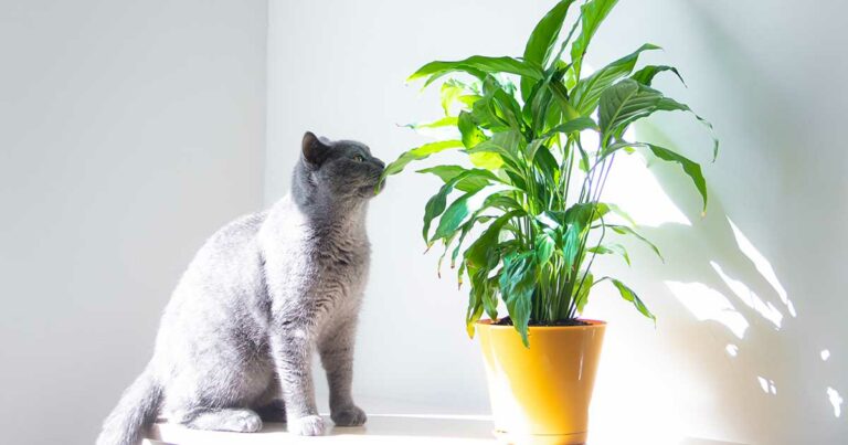 Le piante del giglio della pace sono tossiche per i gatti?