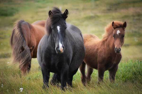 Cosa mangiano i cavalli allo stato brado e a casa?