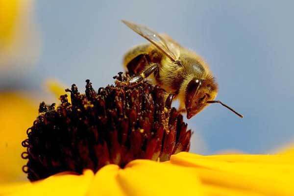 Qual è la struttura degli occhi delle api da miele?