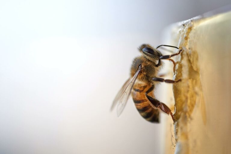 L’etologia delle api: come la loro società opera in modo simile a quella umana