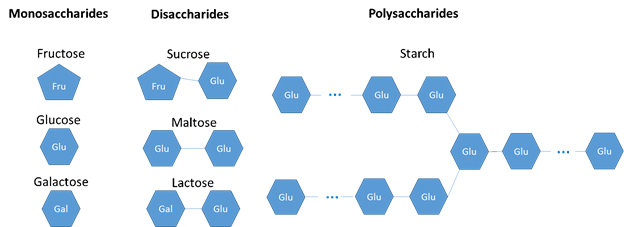 monosaccaridi, disaccaridi e polisaccaridi